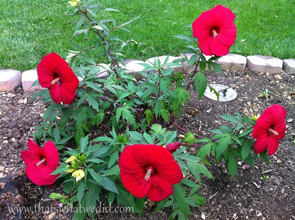hibiscus bush wm1