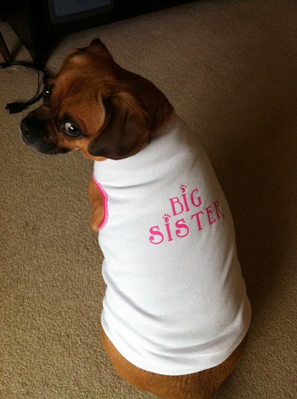 boof sister shirt